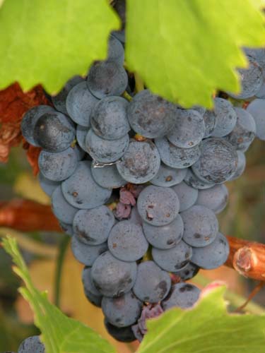 Black grapes, probably Grenache